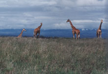 /photo.cms?msid=40069257